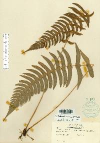 Blechnum occidentale var. minor image