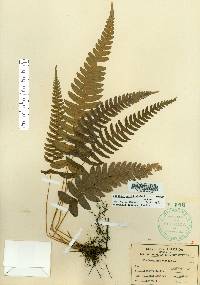 Blechnum occidentale var. minor image