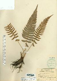 Blechnum occidentale image