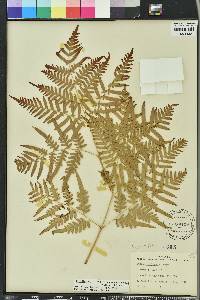 Pteridium aquilinum subsp. pseudocaudatum image