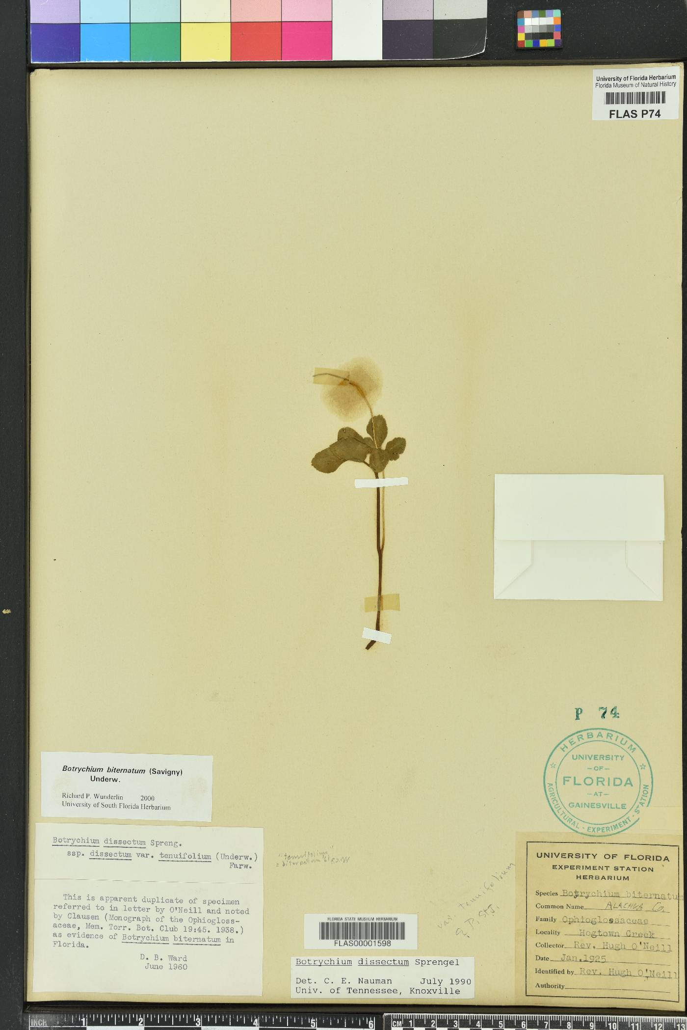 Sceptridium biternatum image