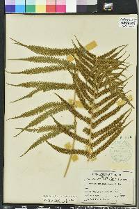 Thelypteris kunthii image