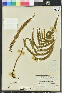 Thelypteris ovata image