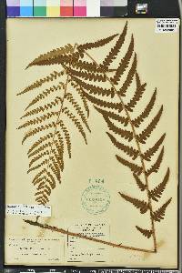 Dryopteris ludoviciana image