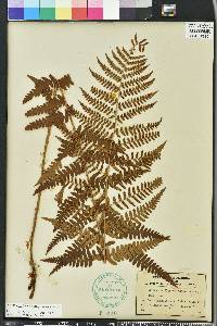 Dryopteris ludoviciana image