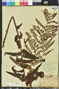 Dryopteris ludoviciana image