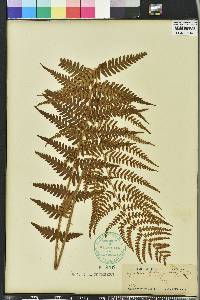 Dryopteris ludoviciana image