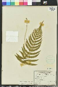 Thelypteris kunthii image