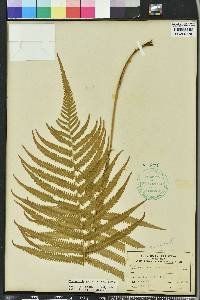 Thelypteris kunthii image