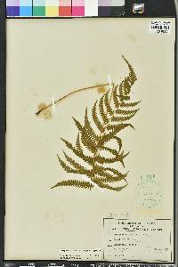 Thelypteris kunthii image