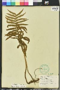 Thelypteris kunthii image