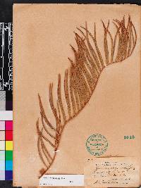 Zamia integrifolia image