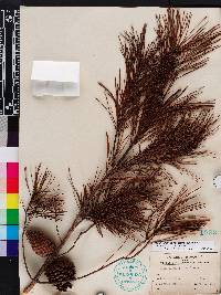 Pinus clausa image