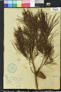 Pinus clausa image