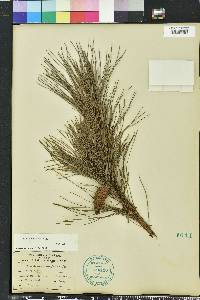 Pinus echinata image