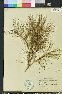 Pinus glabra image