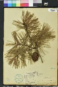 Pinus glabra image