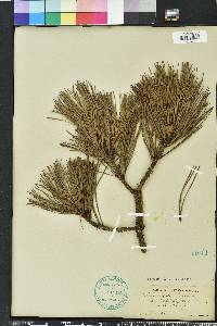 Pinus rigida image