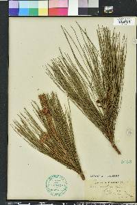 Pinus serotina image