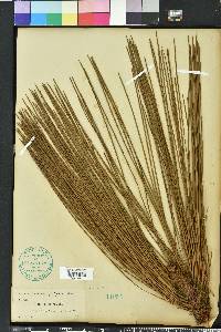Pinus australis image