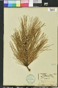 Pinus serotina image