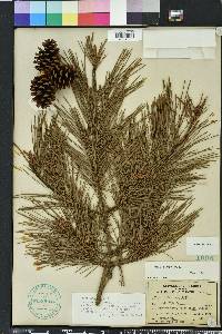 Pinus glabra image