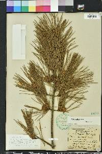 Pinus glabra image