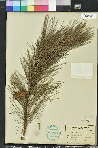 Pinus echinata image