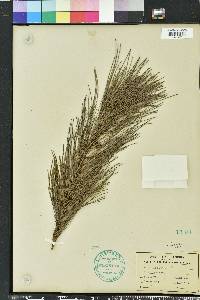 Pinus echinata image