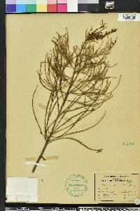 Taxodium ascendens image