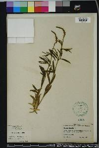 Verbena simplex image