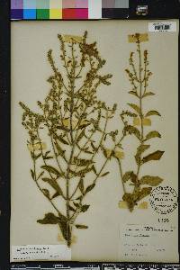 Scutellaria incana image