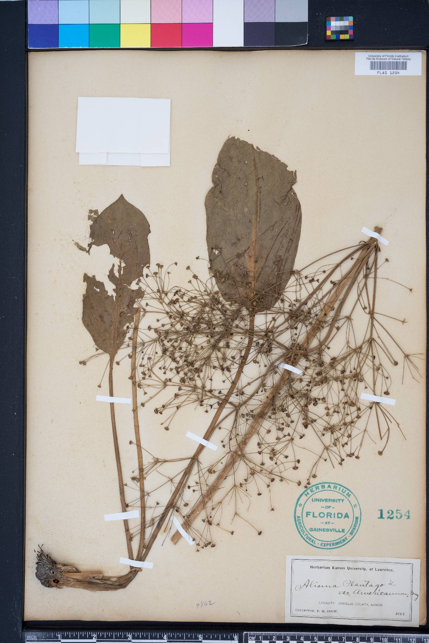 Alisma plantago image