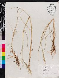 Panicum repens image