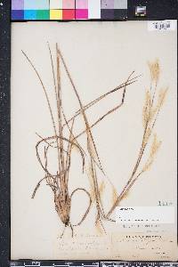 Andropogon ternarius image