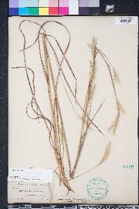 Andropogon ternarius image