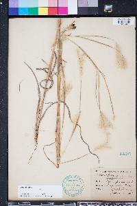 Andropogon ternarius image