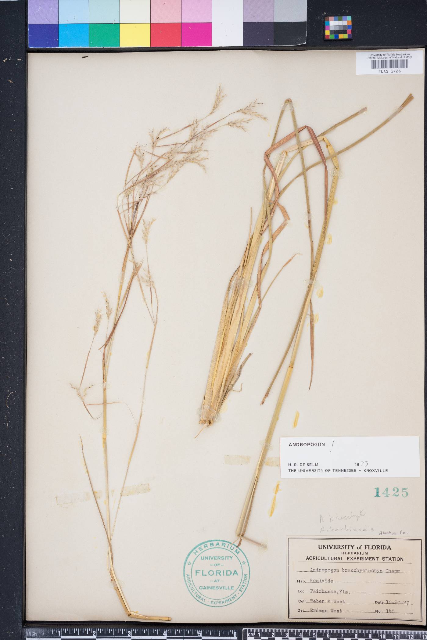 Andropogon brachystachyus image