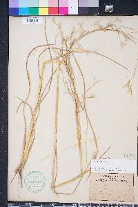 Andropogon brachystachyus image