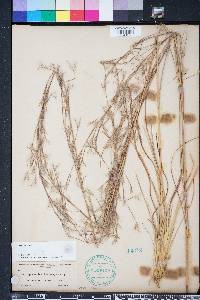 Andropogon brachystachyus image