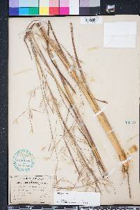 Andropogon brachystachyus image