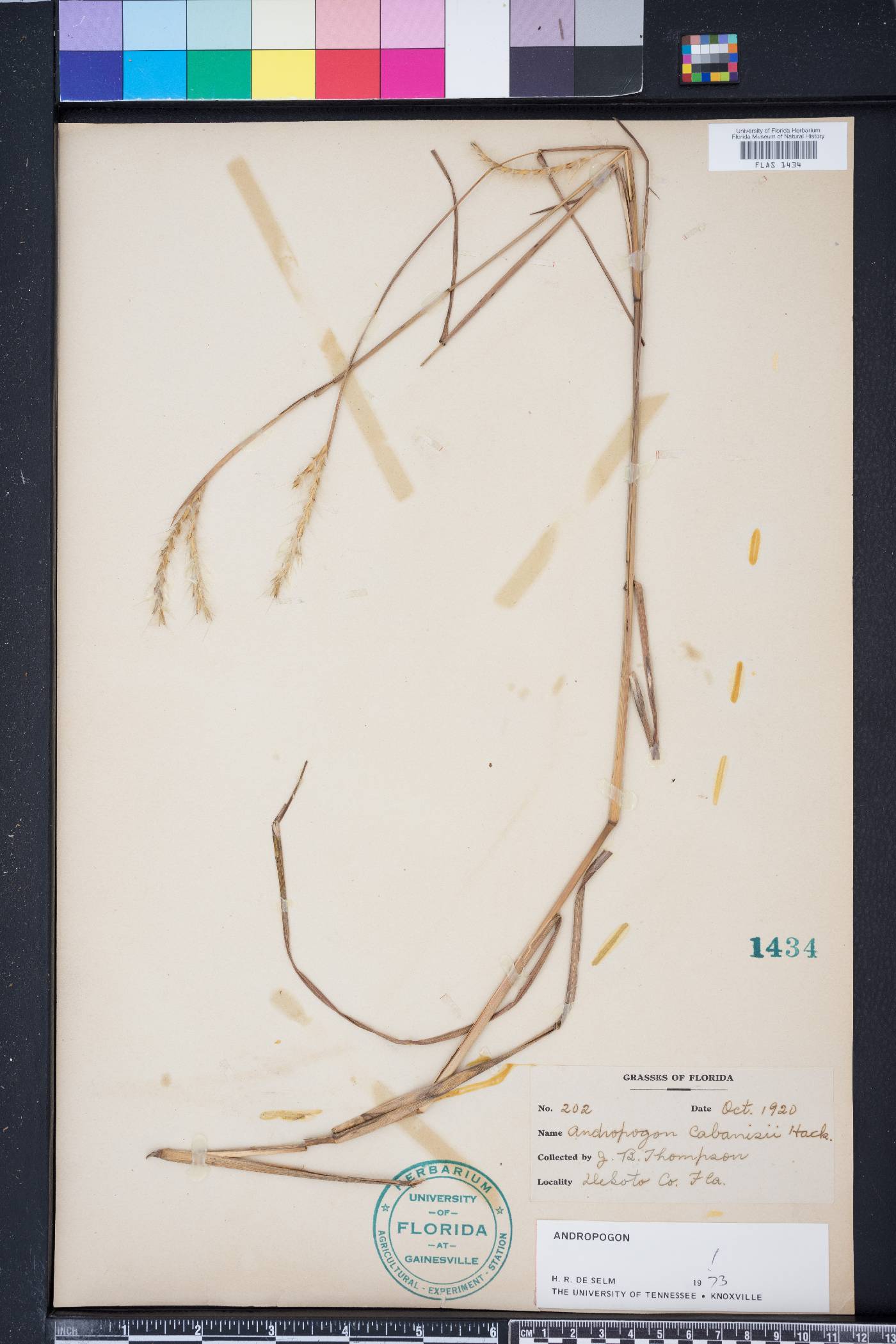 Andropogon cabanisii image