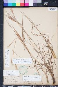 Andropogon gyrans image