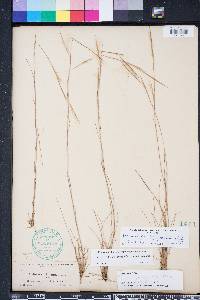 Andropogon gyrans image