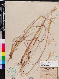 Andropogon arctatus image