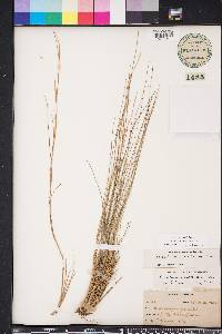 Schizachyrium gracile image