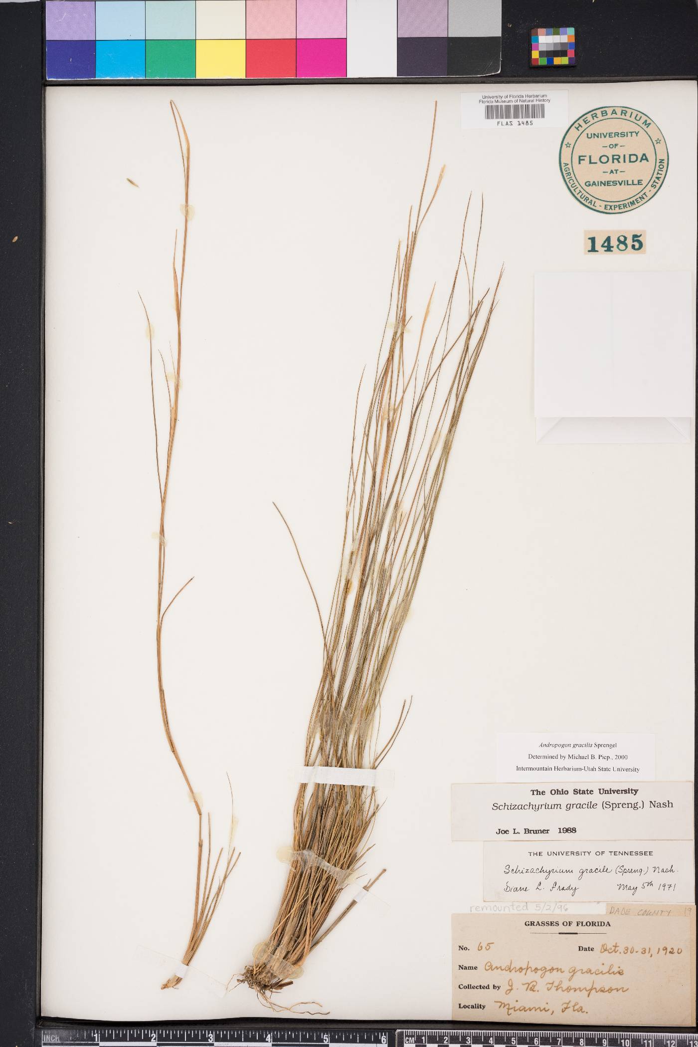 Schizachyrium gracile image