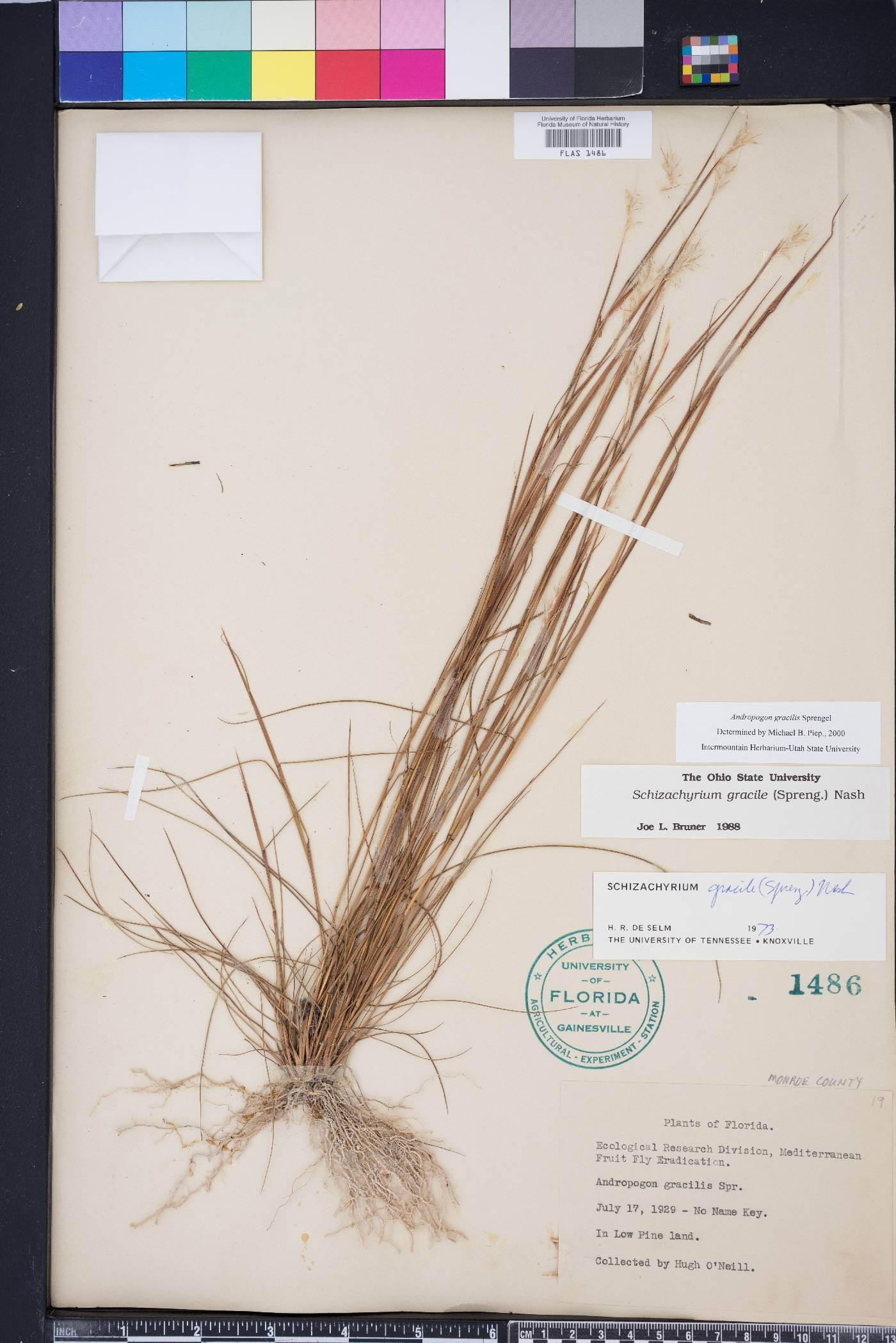 Schizachyrium gracile image