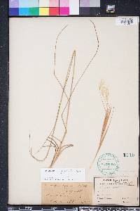 Andropogon gyrans image