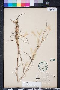 Andropogon ternarius image